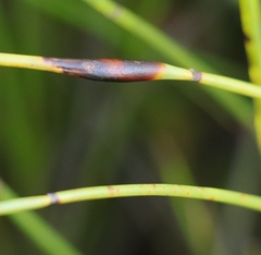 Elegia juncea