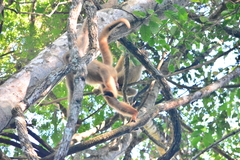 Brachyteles hypoxanthus