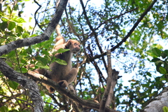 Brachyteles hypoxanthus