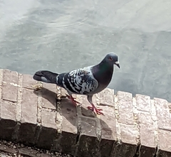 Columba livia domestica