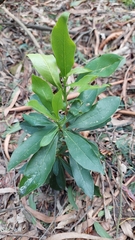 Daphnopsis caracasana
