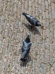 Columba livia domestica