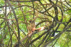 Brachyteles hypoxanthus