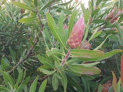 Protea nitida × repens