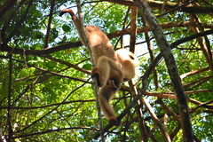 Brachyteles hypoxanthus