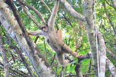 Brachyteles hypoxanthus