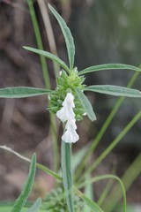 Leucas lavandulifolia