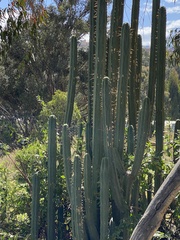 Trichocereus