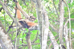 Brachyteles hypoxanthus