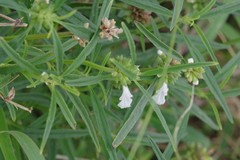 Leucas lavandulifolia