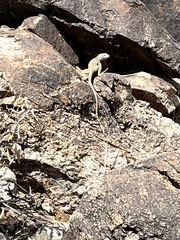 Crotaphytus