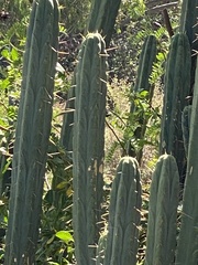 Trichocereus