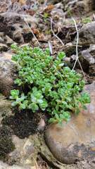 Sedum debile