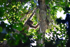 Brachyteles hypoxanthus