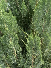 Cupressus × leylandii