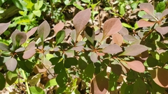 Berberis thunbergii