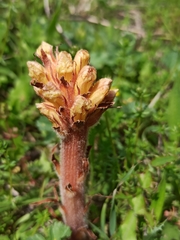 Orobanche amethystea