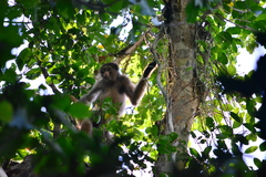 Brachyteles hypoxanthus