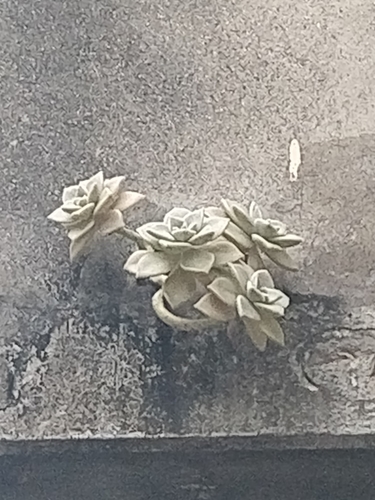 Graptopetalum paraguayense