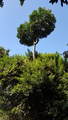 Cussonia sphaerocephala