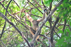 Brachyteles hypoxanthus