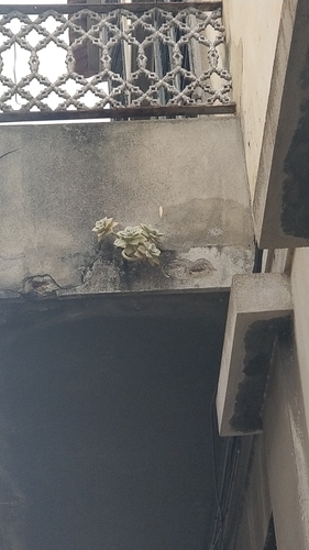 Graptopetalum paraguayense