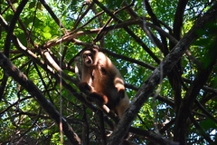 Brachyteles hypoxanthus