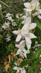 Philadelphus lewisii