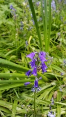 Hyacinthoides non-scripta