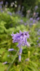 Hyacinthoides non-scripta