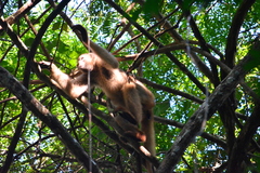 Brachyteles hypoxanthus