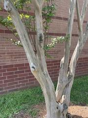 Eriococcus lagerstroemiae