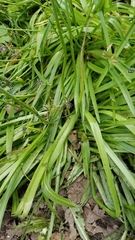 Hyacinthoides non-scripta