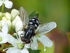 Parhelophilus porcus