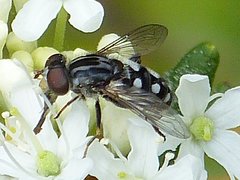 Parhelophilus porcus