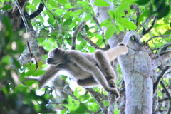Brachyteles hypoxanthus