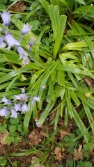 Hyacinthoides non-scripta