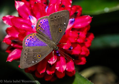 Eurybia molochina
