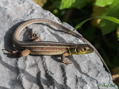 Lacerta trilineata polylepidota