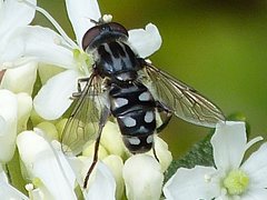 Parhelophilus porcus