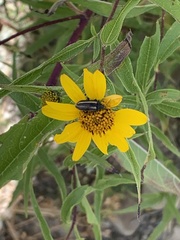 Viguiera pazensis