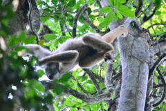 Brachyteles hypoxanthus