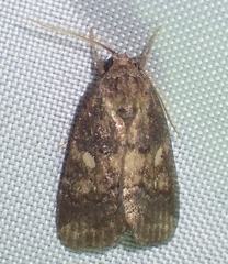 Spodoptera pectinicornis