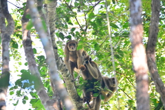 Brachyteles hypoxanthus