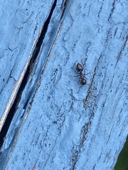 Crematogaster cerasi