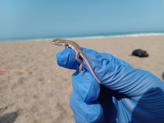 Microlophus thoracicus