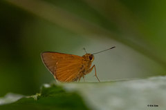 Xanthoneura corissa