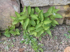 Lysimachia vulgaris