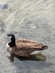 Branta canadensis