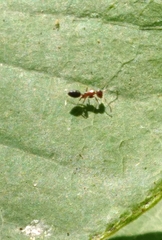 Colobopsis impressa